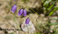 Campanula cespitosa