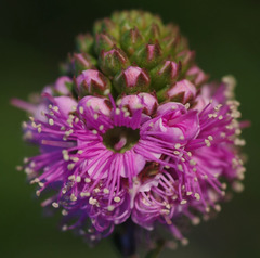 Kunzea micrantha micrantha