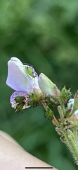 Macrosiphum euphorbiae