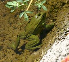 Lithobates chiricahuensis