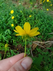 Bidens mitis