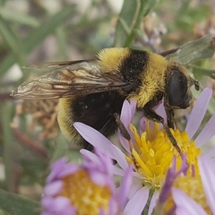 Eristalis flavipes