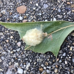 Callirhytis infuscata