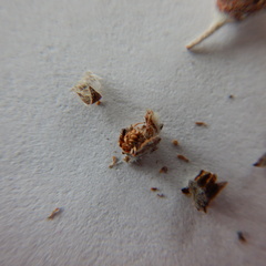 Potentilla vulcanicola