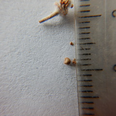 Potentilla vulcanicola