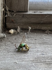 Agapostemon splendens