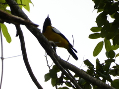 Icterus leucopteryx