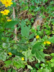 Bidens mitis