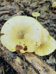 Gerronema strombodes