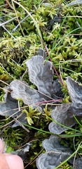 Peltigera canina