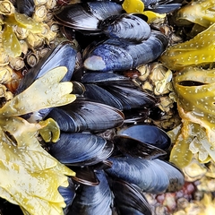 Mytilus edulis
