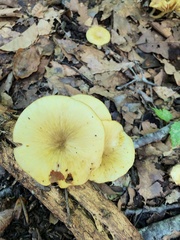 Gerronema strombodes