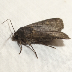 Euxoa velleripennis