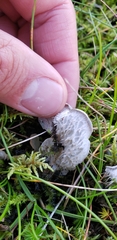 Peltigera canina
