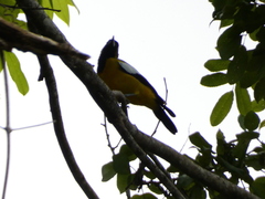 Icterus leucopteryx
