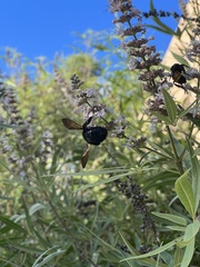 Xylocopa californica
