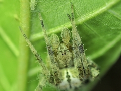 Neoscona menghaiensis