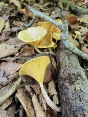 Gerronema strombodes