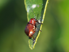 Aporocera