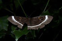 Spirama helicina