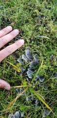 Peltigera canina