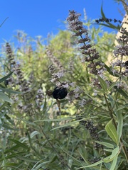 Xylocopa californica