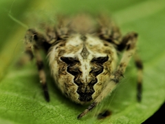 Neoscona menghaiensis