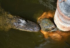 Macrochelys temminckii