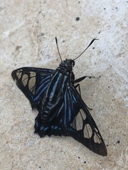 Phocides belus