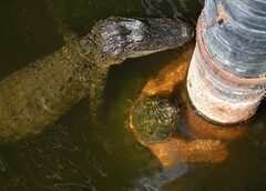 Macrochelys temminckii