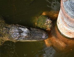Macrochelys temminckii