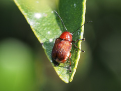 Aporocera