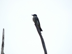 Tyrannus dominicensis
