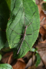Neohirasea hongkongensis
