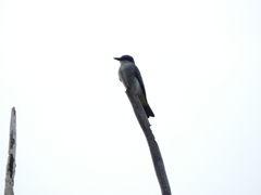 Tyrannus dominicensis