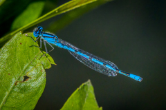 Enallagma doubledayi