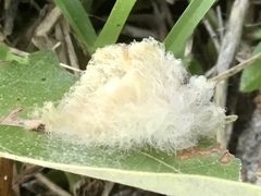 Callirhytis infuscata