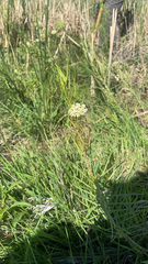 Asclepias verticillata