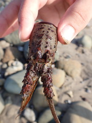 Panulirus interruptus