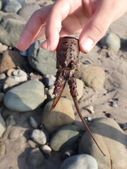 Panulirus interruptus