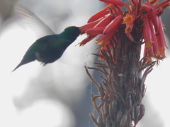 Chlorostilbon lucidus