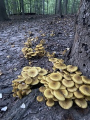 Armillaria