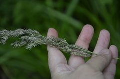 Calamagrostis