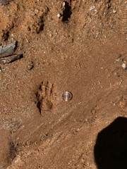 Sciurus carolinensis