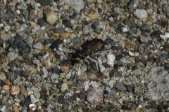 Cicindela oregona
