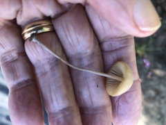 Conocybe tenera