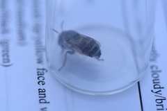 Anthophora urbana