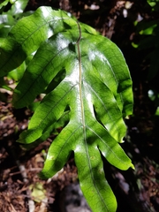 Microsorum pustulatum