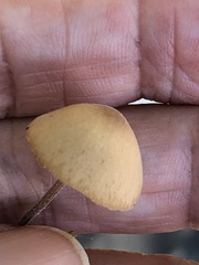 Conocybe tenera