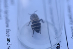 Anthophora urbana